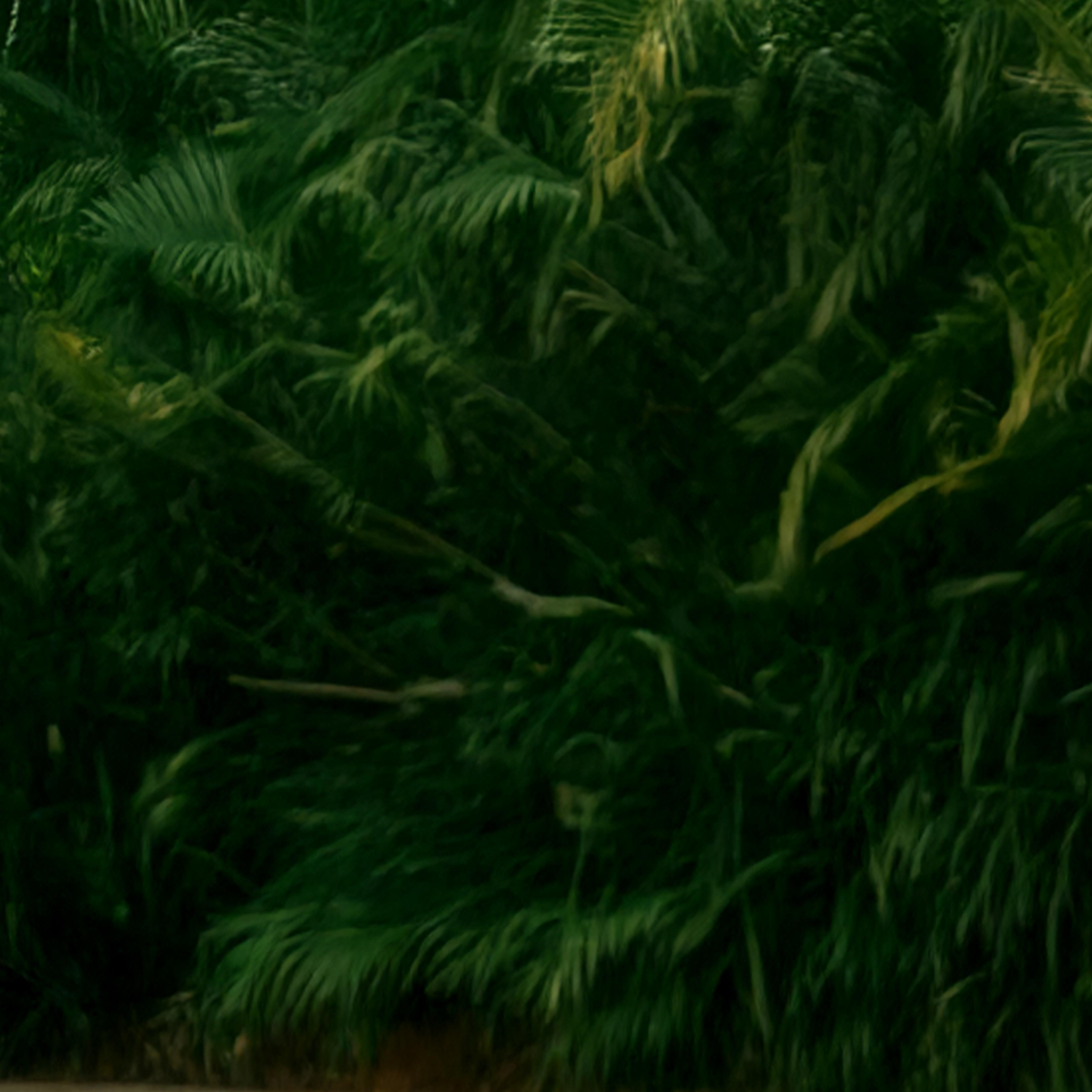 Header Decorative Image